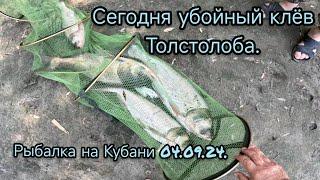 Река Кубань, убойный клёв толстолоба 04.09.24