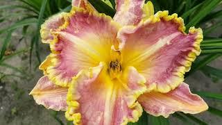 Лилейник Клозд ин Глори . Hemerocallis Clothed in Glory .