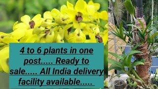 4 to 6 plants in one post.......
