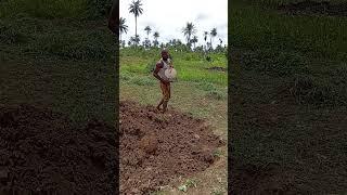 #farming #farm #farmlife #music #nostalgia #reggae