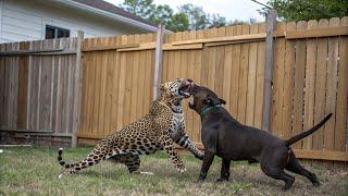 LEOPARD VS PITBULL - WHO WINS IN A FIGHT?