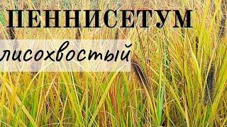 Обзор и сравнение Пеннисетум Black Beauty, Red Head, Japonicum, Moudry -  шикарный цветник осенью