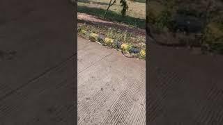 Big king cobra snake spotted in iiit jabalpur college Madhya Pradesh #iiit #snake #iiitdmj #viral