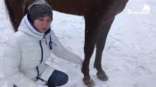 Выбор лошади для конных пробегов. Онлайн школа и лагерь Эклектика