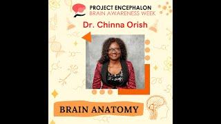 Brain Anatomy - Dr. Chinna Orish