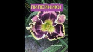 Цветение лилейников Hemerocallis MR BOJANGLES,Supermodel.Raspberry Flambe   в моем саду.Видео