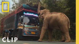 Elephant Cleverly Steals Sugar Cane off a Truck in Thailand | Secrets of the Elephants