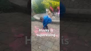 Husky is the boss #youtubeshorts #husky #boss #dinoeggs #chalk #backyard #dog #dogs #kids #brothers