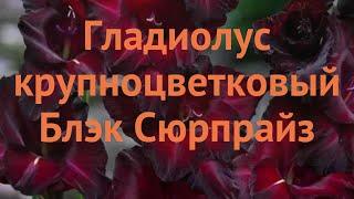 Гладиолус крупноцветковый Блэк Сюрпрайз  обзор: как сажать, луковицы гладиолуса Блэк Сюрпрайз