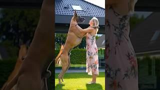#doglife #dogstagram #dogmom #dogs #rottweiler #puppy #goldenretreivers