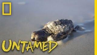 Baby Sea Turtles: The Hardest Animals to Film? - Ep. 9 | Untamed with Filipe DeAndrade