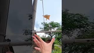️ Watch This Amazing Flying Squirrel in Action! ️  #animals #internet