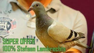 Week Offer 100% Stefaan Lambrechts (SOLD)