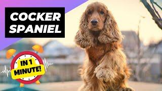 Cocker Spaniel - In 1 Minute!  One Of The Smallest Dog Breeds In The World | 1 Minute Animals