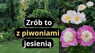 Co należy zrobić z piwoniami przed zimą, niezbędne zabiegi na bujne kwitnienie i duże kwiaty piwonii