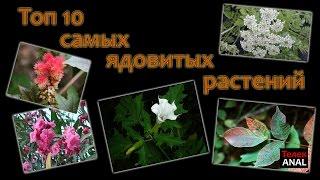 10 самых ядовитых растений планеты