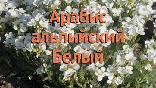 Арабис альпийский Белый (belyy)  альпийский арабис Белый обзор: как сажать, семена арабиса Белый