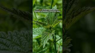 Importance of Biodiversity  #shorts #nature #biodiversity #life #animals #facts