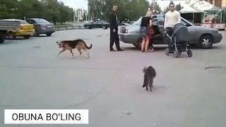 CAT VS DOG Telba mushuklar ahmoq itlarga qarshi! Kim kuchliroq?