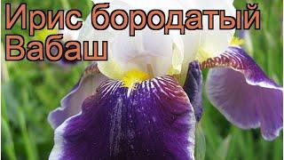 Ирис бородатый Вабаш (iris)  бородатый ирис Вабаш обзор: как сажать, рассада ириса Вабаш