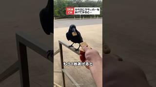 器用にクラッカーを集める天才カラスさん