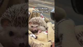 Must do in Osaka, Japan! #shorts #animals #hedgehog #cafe #travel #unique #feed #eating #cute #spike