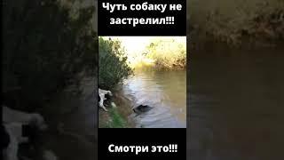 Чуть не застрелил собаку!!! Кабана аж жалко!!! Загонная охота на кабана 2021.  Смотри это!!! #Shorts