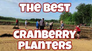 PLANTING CRANBERRY VINES on our Wisconsin Cranberry Farm | Farm Wife Vlog