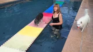 15 yo Poodle Dancer walks on water - swimming pool floats - great balance