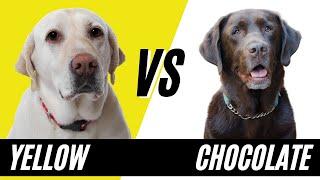 Chocolate Lab Vs Yellow Lab - Compare and Contrast the Labrador Retrievers