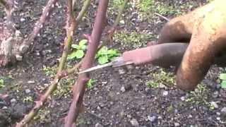 How to Prune a Modern Bush Rose