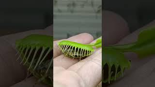 Cricket vs Venus fly trap #venusflytrap