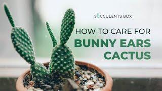 BEGINNER TIPS: HOW TO CARE FOR BUNNY EARS CACTUS | ANGEL WING CACTUS | OPUNTIA MICRODASYS