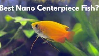 Honey Gourami care guide for beginners