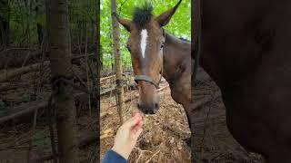 Gaining Barney's trust #countrylife #amishbuggyhorse