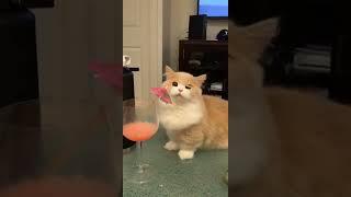 This Cat Loves His Margarita 