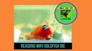 Reasons Why Goldfish Die