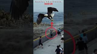 MELIHAT BURUNG RAJAWALI TERBESAR DI DUNIA