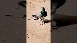 Top Pigeon Whatsapp Status Pakistani Kabootar  #shorts