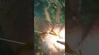 30kg 대왕문어 해루질 (피문어)