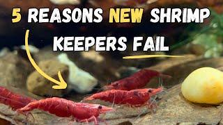 5 Reasons New Shrimp Keepers Fail With Their Shrimp!