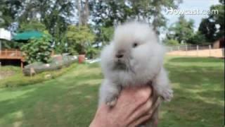 What Is a Lionhead Rabbit? | Small Pets