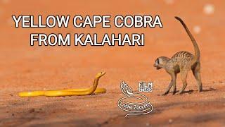 Venomous yellow Cape cobra in the Kalahari desert, cobra vs meerkats