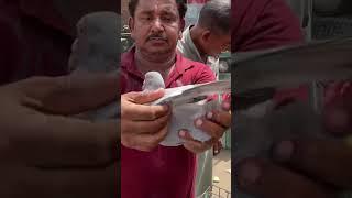 jama masjid kabootar market delhi pigeon market Delhi white pigeons shorts #short #shorts
