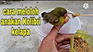 perawatan anak Kolibri kelapa // korlap