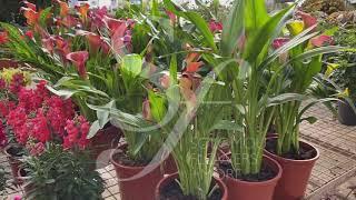 Zantedeschia In Solomou Garden Centre