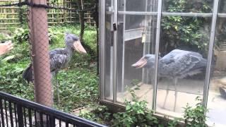 Shoebill Storks Fighting