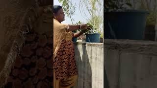 Sarita Sinha Patna