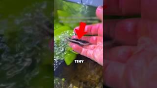 Tiny Fish Grows Huge @fishwithgunnarr / IG