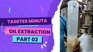 Tagetes minuta oil extraction Part 2 | Girdhari Lal Holistic |